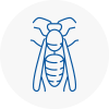 Accrington Wasp Nest Removal